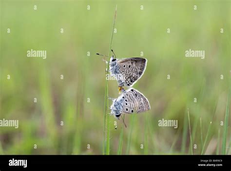 Bright babul blue (Azanus ubaldus) Barshi, Maharashtra Stock Photo - Alamy