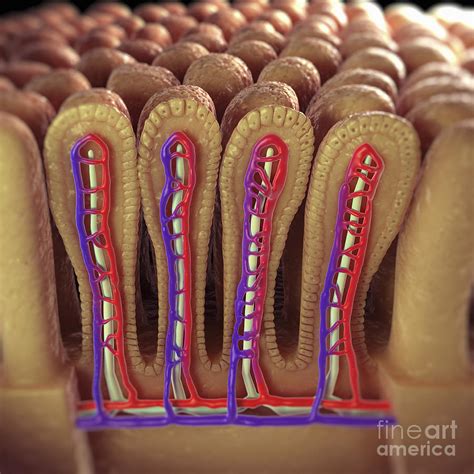 Intestinal Villi #20 Photograph by Science Picture Co - Pixels