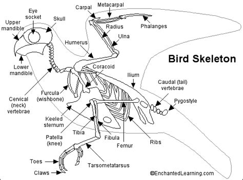 Bird Skeleton Printout- EnchantedLearning.com