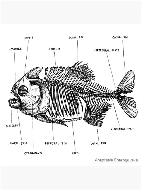 "Piranha Anatomy" Sticker for Sale by Anastasiache | Redbubble