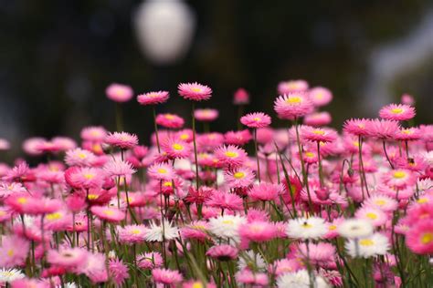 Kings Park wildflowers series 1 Free Photo Download | FreeImages