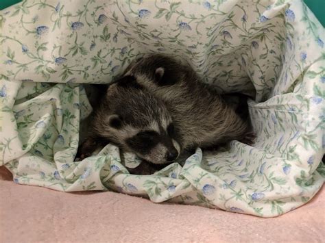 Rescued baby raccoons a reminder to refrain from trapping or relocating ...