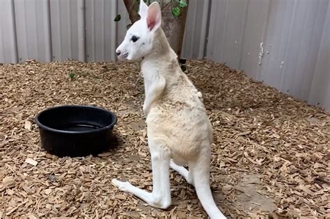 White kangaroo born at Animal Adventure Park