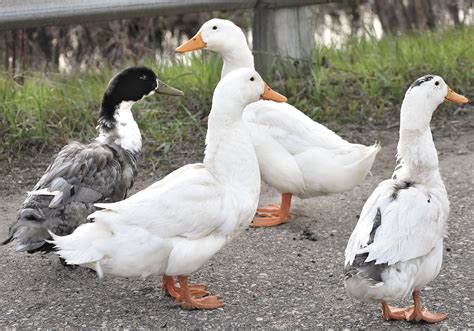 Domestic ducks aren’t built for untamed air | News, Sports, Jobs - The ...