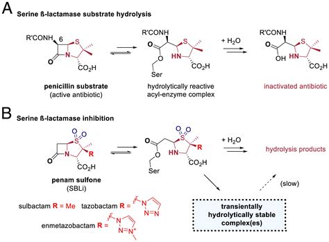 Studies on enmetazobactam clarify mechanisms of widely used β-lactamase ...