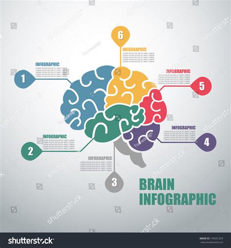 Brain Infographicinfographic Health Infographicsinfographics Vector ...