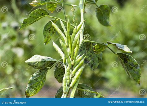 Cluster Beans or Gawar Phali(guar) Plant in Field,cyamopsis ...