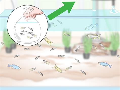 How to Breed Livebearing Tropical Fish: 12 Steps (with Pictures)