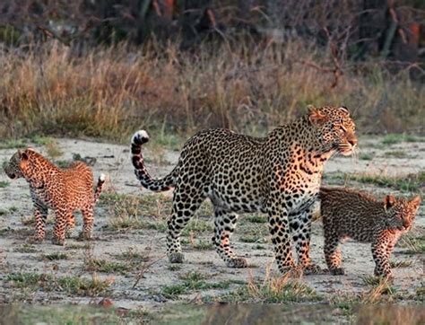 Jawai Leopard Safari near Udaipur, Jodhpur - Explore & Book