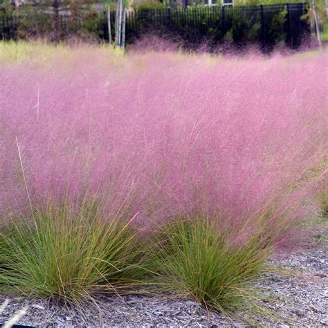 Pink Muhly Grass (Muhlenbergia capillaris)