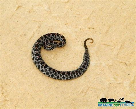 How To Identify A Baby Rattlesnake