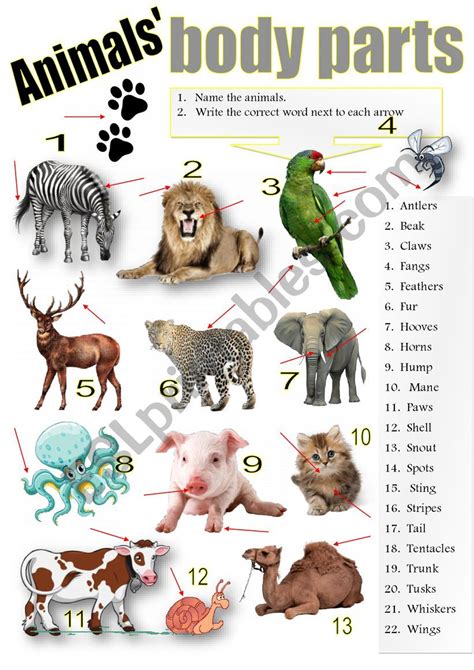 animal body parts interactive worksheet - animal body parts worksheet ...