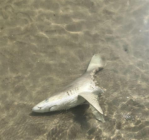 [最も選択された] new smyrna beach florida shark attacks 2021 109251-Is new ...