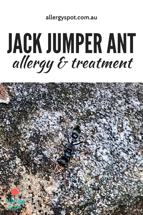 All about Jack Jumper Ant (Hopper Ant) Allergy » Allergy Spot