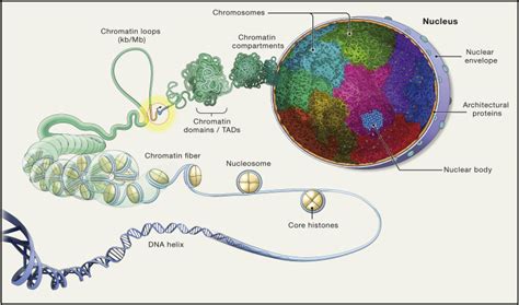 The Self-Organizing Genome: Principles of Genome Architecture and ...