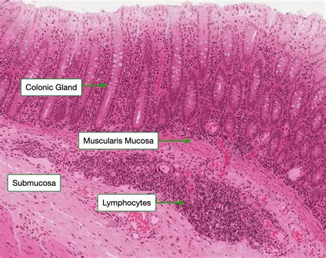 Histology Of The Gi Tract Lab