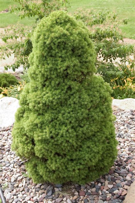 Dwarf Alberta Spruce - Plant Library - Pahl's Market - Apple Valley, MN