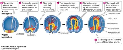 Organismal Bio: Embryology