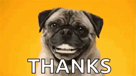 Pug Saying Thank You GIFs | Tenor