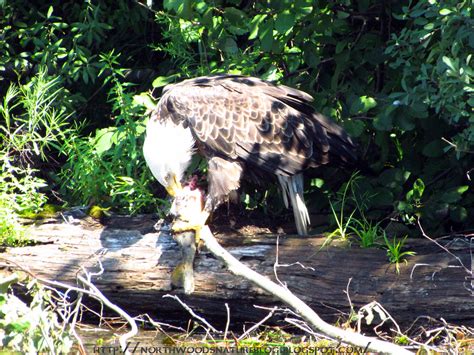 Northwoods Nature Blog: American Eagle A Eating Fish