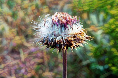 Russian Thistle Seed Pod Photograph by Cathy Anderson