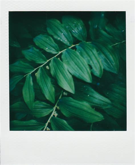 Sage Green Botanical Photos Photos, Download The BEST Free Sage Green ...