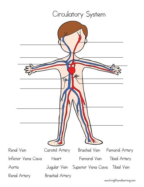 Worksheet For Circulatory System