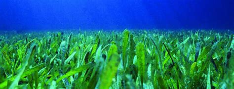 What is seagrass?