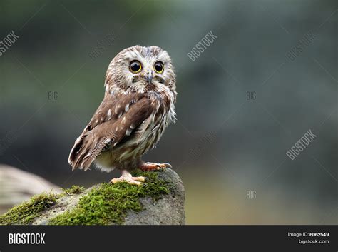 Northern Saw-Whet Owl Image & Photo (Free Trial) | Bigstock