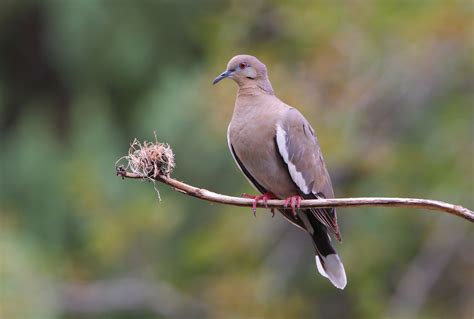 Know Your Doves — Texas Parks & Wildlife Department