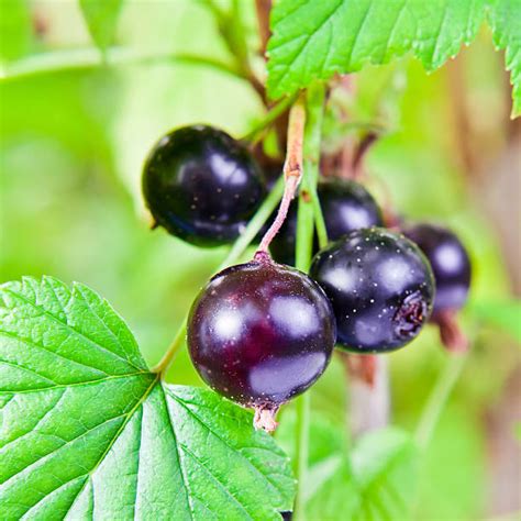 Cassis Fruit - Photos et Images Libres de Droits - iStock