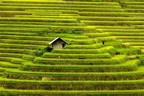 Discover the Magic of Vietnam's Rice Fields | Photography