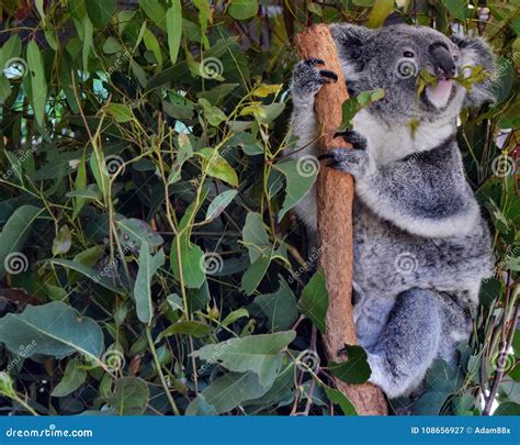 Koala Eating Eucalyptus Leaves Stock Image - Image of australian, climb ...