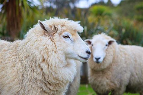 aran weight blended yarn from British rare breed sheep fleece. Hand ...