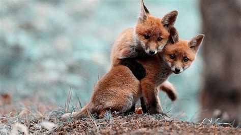 Two baby fox playing in the woods Wallpaper Download 5120x2880