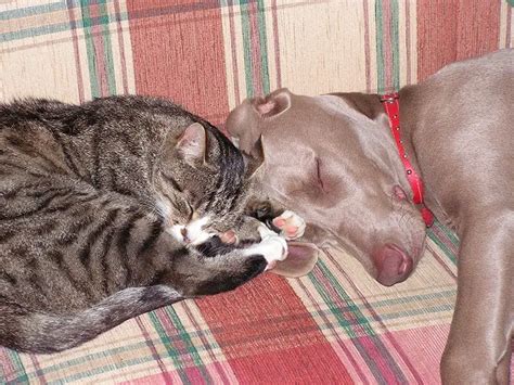 7 tips for making a dog-cat friendship - Weimaraner Place