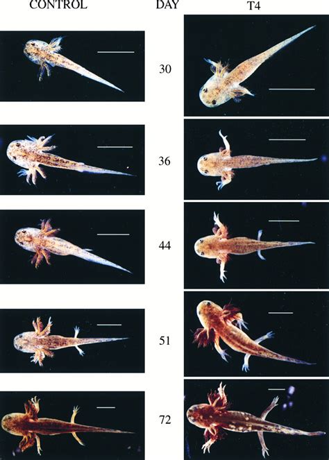 The role of thyroid hormone in zebrafish and axolotl development | PNAS