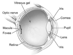 » Epiretinal Membrane Surgery