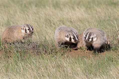 American Badger Cubs On The Plains Photograph by Tony Hake - Fine Art ...