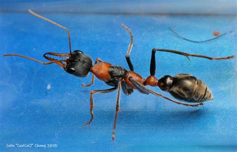 Ant stings - General Anting - Ants & Myrmecology Forum