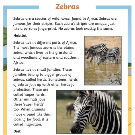 What is a Zebra? | Zebra Habitat and Facts | Twinkl Teaching Wiki