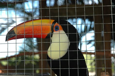 Toco toucan enclosure | Adventures in Toucanland