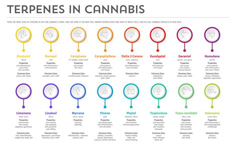 Cannabis Terpenes Infographic