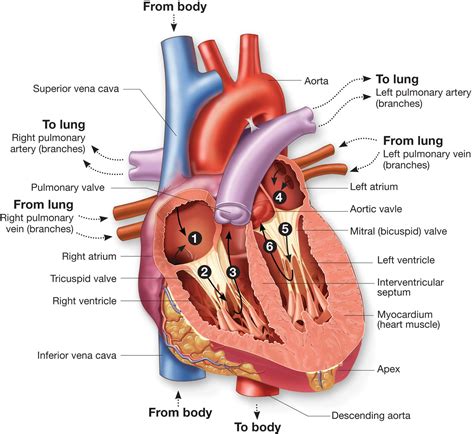 Heart Diagram Apex