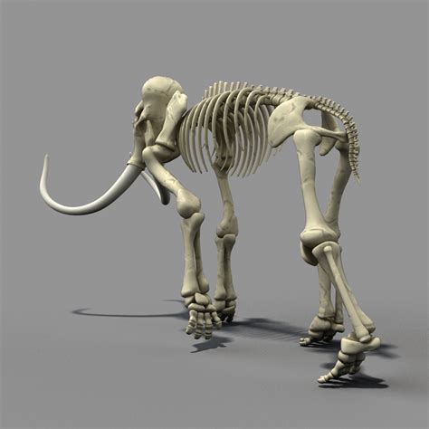 mammoth skeleton bone max