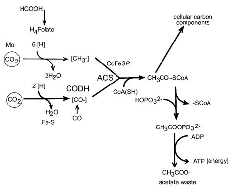 The acetyl coenzyme-A pathway as employed by the acetogens which ...