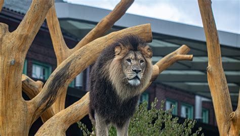 Lincoln Park Zoo opens expansive lion habitat focused upon animal ...