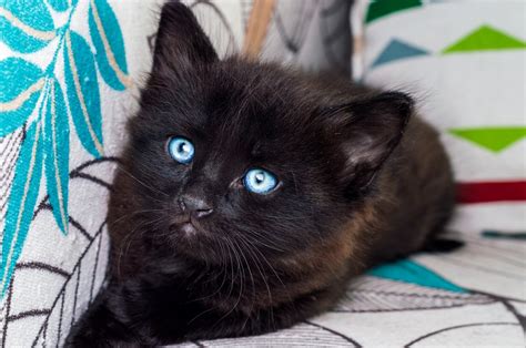 List of Black Cat Breeds [With Pictures]