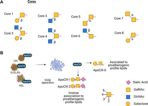 Frontiers | An Overview of Glycosylation and its Impact on ...