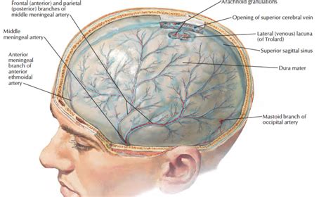 Head and Neck Anatomy: Middle Meningeal Artery